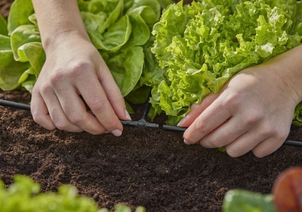 Gardena Micro-Drip-System T-Stück 4,6 mm (3/16") - Inhalt: 10 Stück (13211-20) (8330-20)